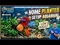 Home planted setup aquarium low budget me