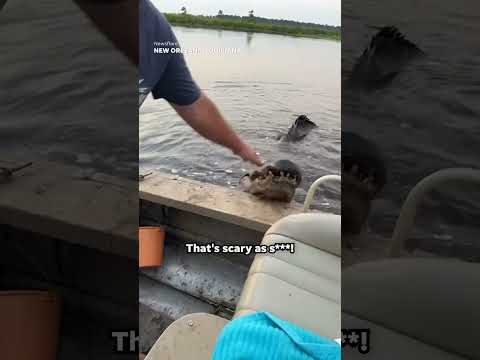 'That's scary as s***!': Massive gator tries climbing into boat #Shorts