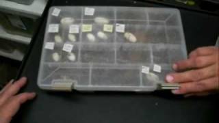 Collecting Crested Gecko Eggs