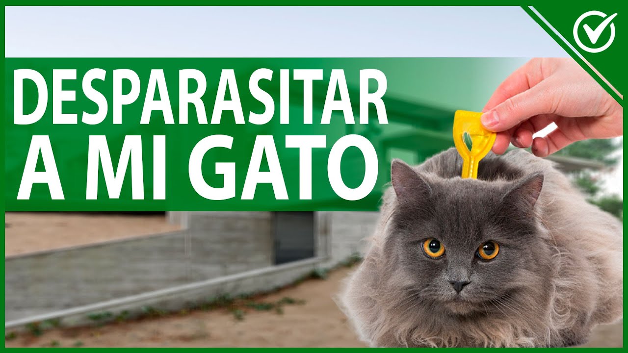 🐱 ¿Cada Cuanto Tiempo Debo Desparasitar