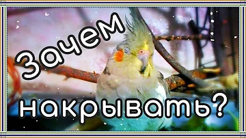 ЗАЧЕМ НАКРЫВАТЬ КЛЕТКУ ПОПУГАЯ НА НОЧЬ? И что может произойти, если этого не делать.