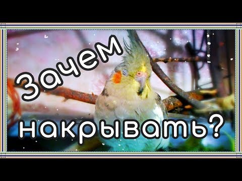 Видео: Почему кореллы боятся ночи?