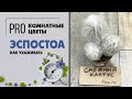 Кактус с прической одуванчика - встречайте красавчик Эcпостоа. Волосатый суккулент.