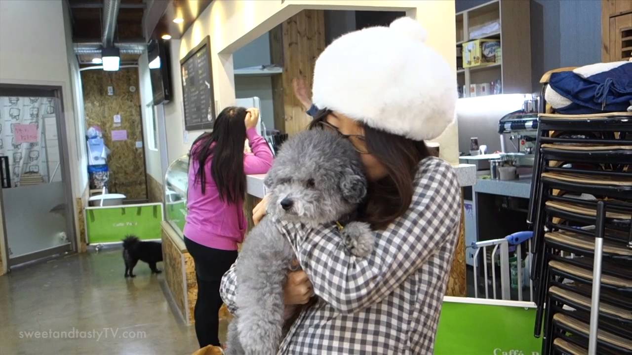 Dog Cafe in Korea (KWOW 149) YouTube