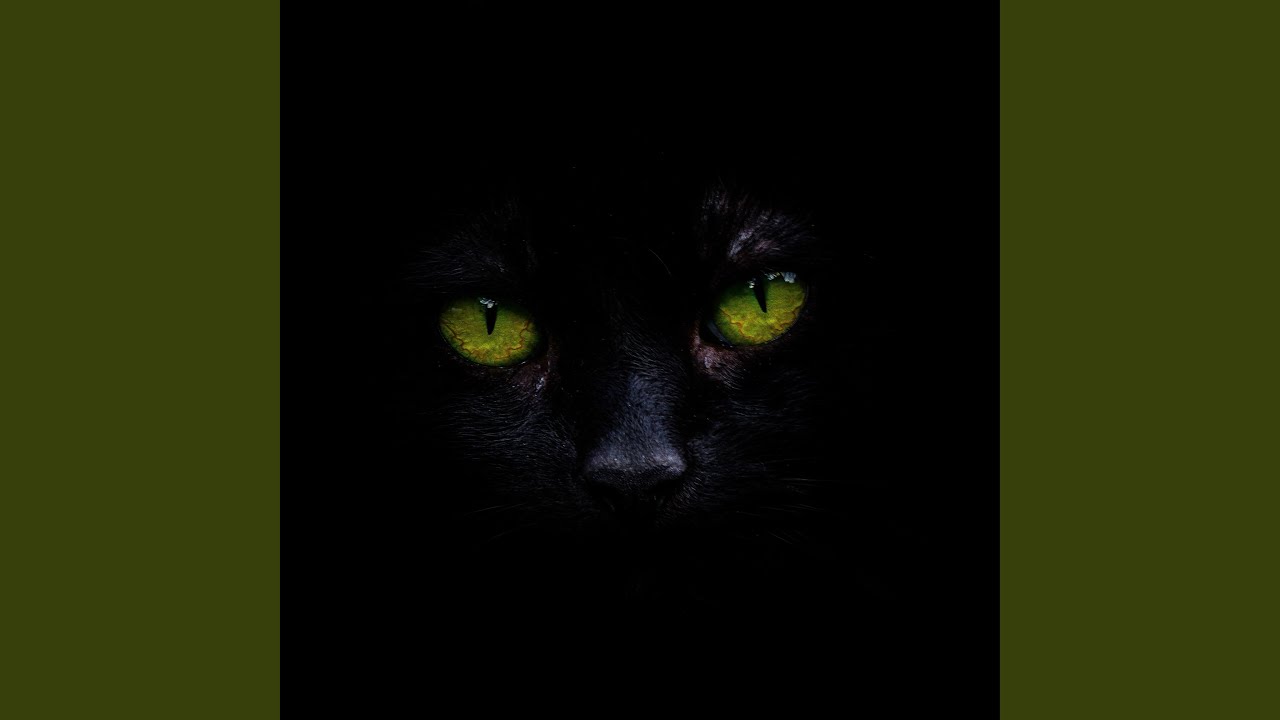 Watch Catz on YouTube Watch Catz on YouTube
