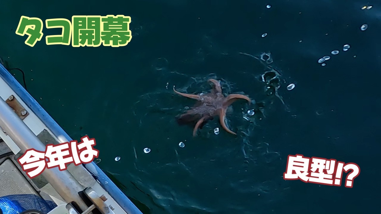 特明太２ｋ タコ足２ｋ かりさん 北海道根室産特大タコ足1kg（カット済み）｜一印おさかな市場の通販