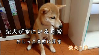 柴犬が室内で生活している日常 トイレ失敗に反省 の柴犬 柴犬こま Shiba Inu Reflecting On The Failure Of The Toilet Youtube