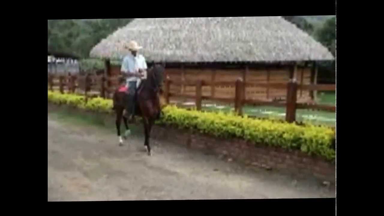 DON NEPO DE LA ANTIGUA
