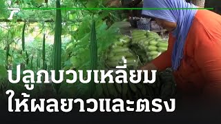 เกษตรทำเงิน : เทคนิคการปลูกบวบเหลี่ยม ให้ผลยาวและตรง | 24-12-65 | ตะลอนข่าวสุดสัปดาห์