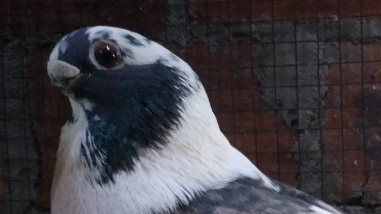 ⚠️تجربة حمام غزار غيرت شكل القطيع 😨‼️نتايج تهم اى غاوي بيربي أنواع نادرة (م/هديه النجار) 🕊