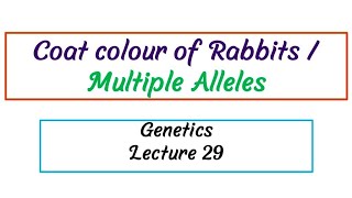 Coat Color of Rabbits / Multiple Allele / Genetics / Lecture 29