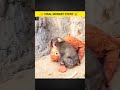 The Monkey Who Hugged A Doll Like Mom 💔
