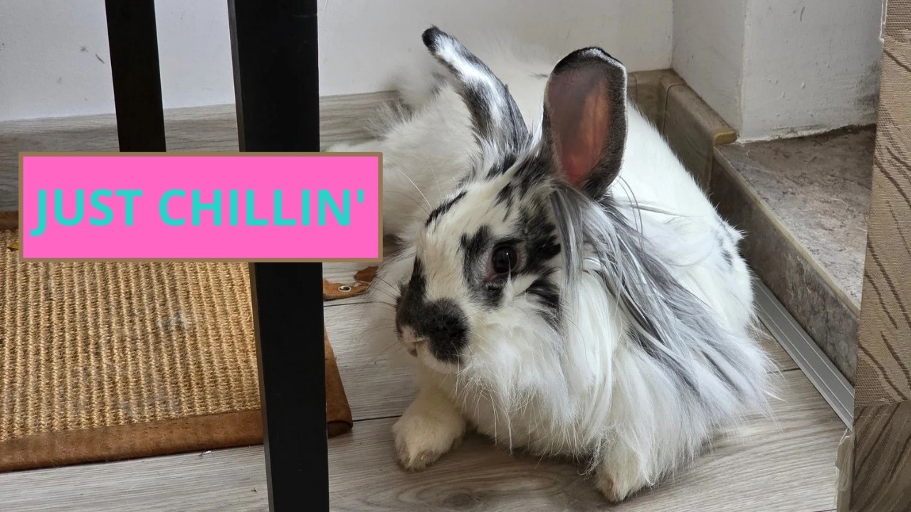 Zaiko the rabbit loves to chill