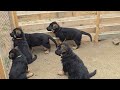 Cute fat German Shepherd puppies and their huge mother Maru. Odessa.