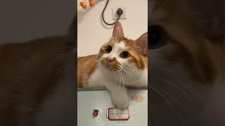#funny #cat #pets