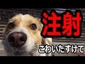 【注射】ビビリまくる犬をひたすら追うだけの動画