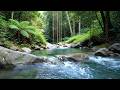 Gentle Meditation – Beautiful Enchanted Water River Sound in Quiet Forest – Focus