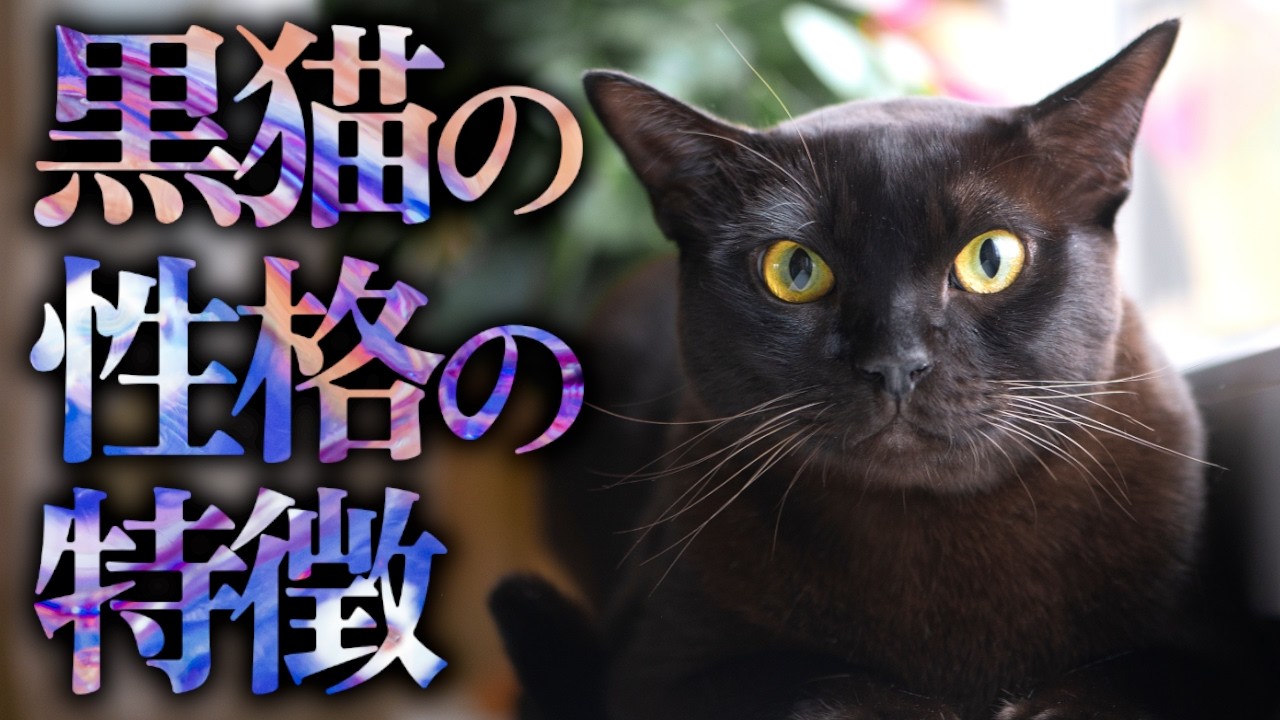 【魅惑】黒猫の性格9つの特徴｜神秘的な黒猫の行動に隠された秘密とは？