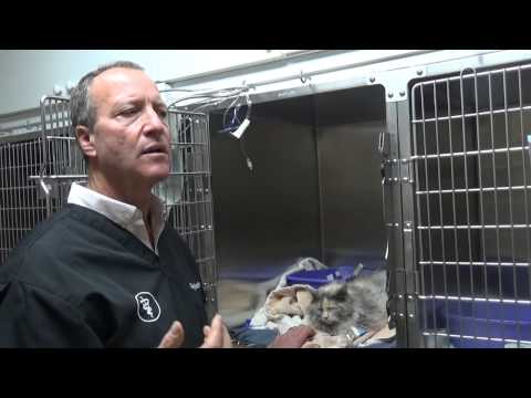 Video: Cat Diabet Nədir - Milli Diabet Şüuru Ayı