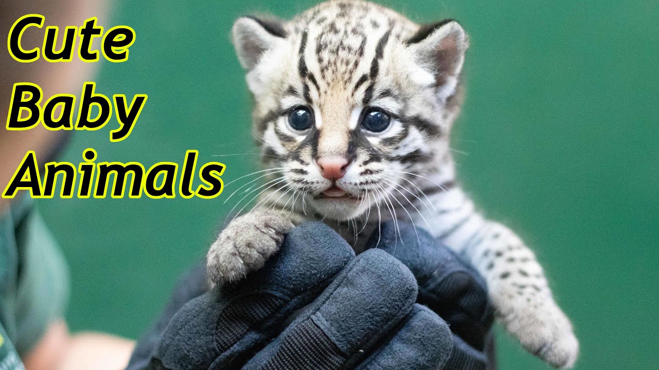 Cute Baby Zoo Animals Of The Month June 2020 - YouTube