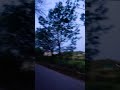 A Peaceful Walk Through the Forest