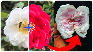 Unique skill Propagation Pink Rose from Red Rose flower and White Rose Flower | Pink Rose Create