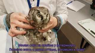 Helping a wild boreal owl. Part 2: Xray and examination of an owl by an avian veterinarian.