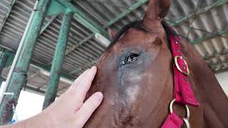 Fuku-chan gets his nose twisted #874 - YouTube