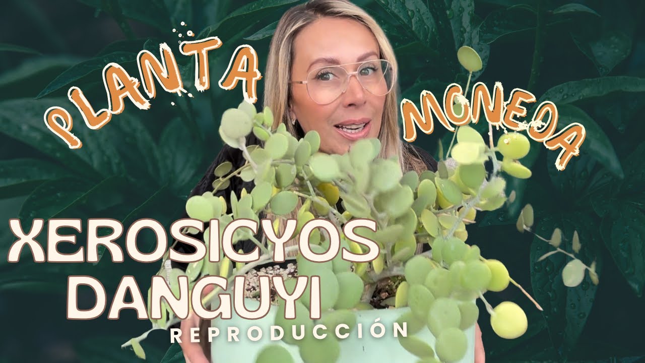 Planta Moneda todo que querías saber |  Xerosicyos Danguyi