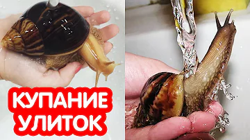 Купание улиток. Можно ли купать улиток ахатин?