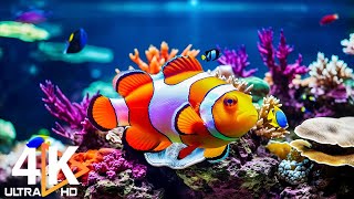 Aquarium 4K VIDEO (ULTRA HD)  Beautiful Coral Reef Fish  Colorful Marine Life & Peaceful Music #16