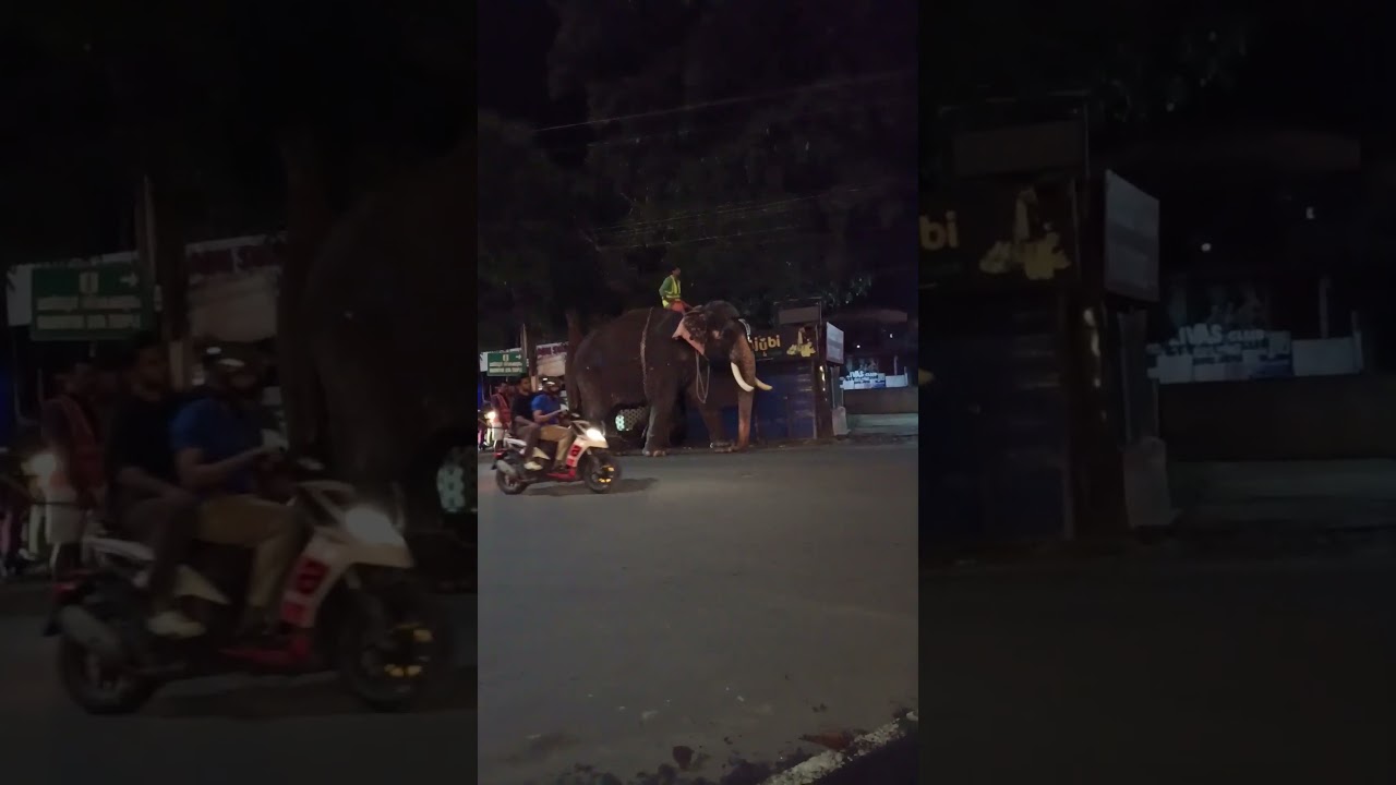 നല്ലപോലെ എടുക്കുമ്പോഴേക്കും അതിനിടയിലൂടെ പാഞ്ഞു വന്നോളും😱😱🔥#shortsfeed #viral #shorts #kerala