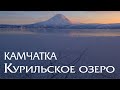 Камчатка. Курильское озеро. Мир дикой природы. Медведи и нерка. Kamchatka. Kuril Lake.