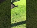 Beautiful Wild Rabbit Relaxing In The Sun