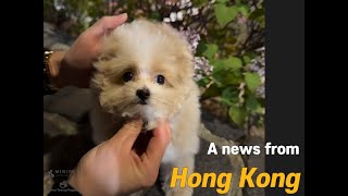 [Korea Teacup Puppies Review] A news from Hong Kong : Our lovely Maltipoos met new family ☺