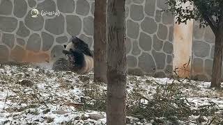 Shy Compliments, A Playful Panda With A Cute Booty - Adorably Overloading