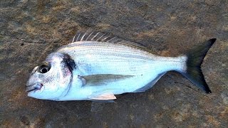 Pêche de la daurade du bord en Méditerranée — Seabream fishing from shore