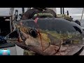Fishing spearfishing giant tuna off the cape town coast chasse aux thons gants le capafrique sud