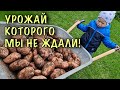 ТАКОГО урожая МЫ НЕ ОЖИДАЛИ! Весной посадили КАРТОФЕЛЬ по УНИКАЛЬНОЙ