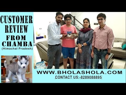 if-you-want-to-buy-a-dog-husky-please-contact-on8289088895-bhola-shola-puppy-delivery-also-available