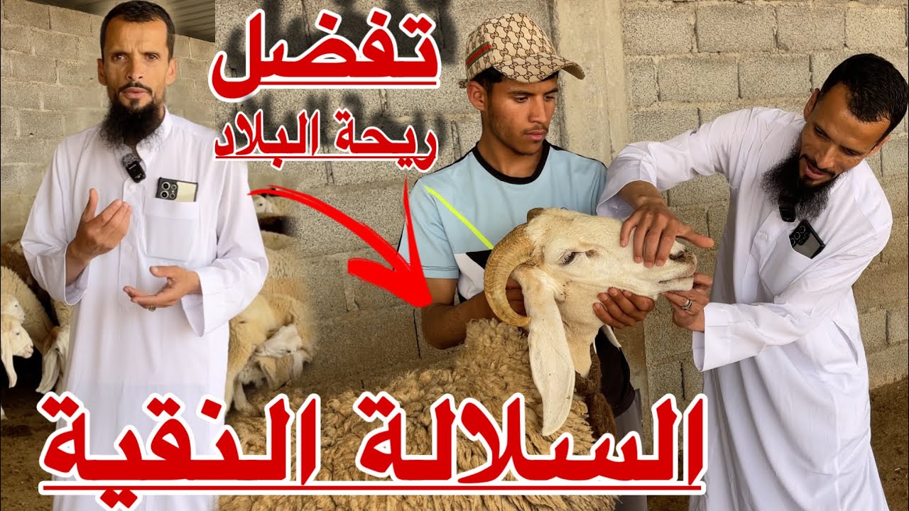 🔴 أسرار قطيع سلالة النعجة الضخمة والنسل الأصيل/ المستثمرة الشرقية لتحسين وتطوير السلالة العّربية