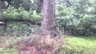 Hannya Distraction Trail
