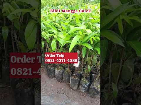 Bibit Mangga Golek Pilihan, Cocok untuk Semua Lahan!