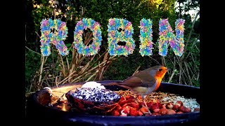 Watch as Robins and Friends Turn Your Garden into a Bird Paradise!