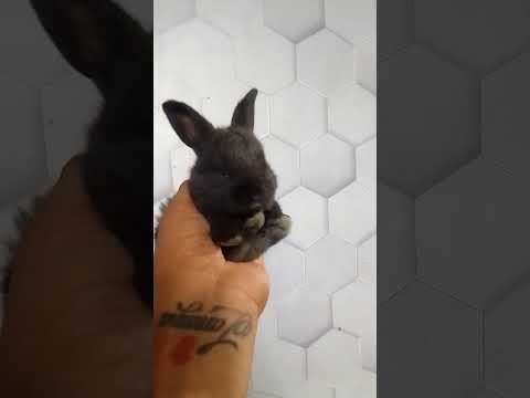 Video: Coniglio di Raso