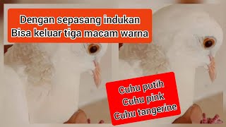 Cara paling efektif mencetak cuhu putih cuhu pink cuhu tangerine sekaligus