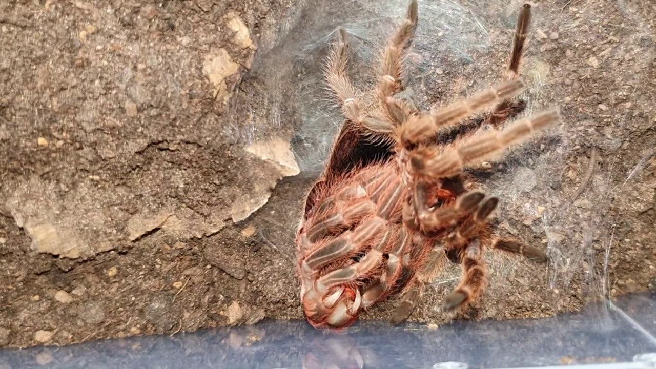 Beautiful G. Rosea molt time lapse. Rosie is now Rodney 🙄