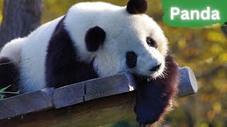 Pandas | Adorable Gentle Giants by Lord of Animals 381 views 7 months ago 2 minutes, 43 seconds