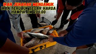 Ikan terubuk segar ni harganya hampir RM200.00. Ikan jenahak mengamuk naik 1 tong. Abg Din Kole.