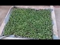 ازي تزرع حوض جرجير  علي سطح بيتك يكفيك لمدة اسبوع(5)How to grow watercress at home